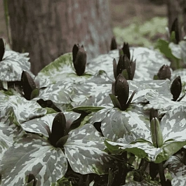 Триллиум клиновидный