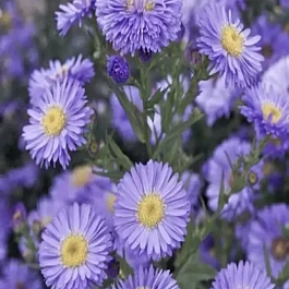 Астра Ново-бельгийская Marie Ballard