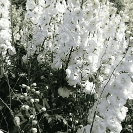 Дельфиниум Magic Fountain Pure White