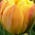 Тюльпан Granny Award