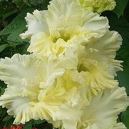 Гладиолус крупноцветковый &quot;Российская селекция&quot; Сгущеное Молоко