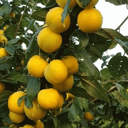 Алыча гибридная Лодва