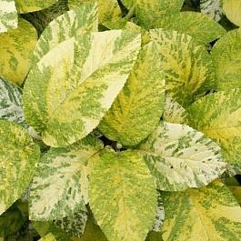 Калина гордовина Aureovariegata