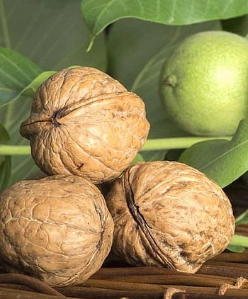 Орех грецкий Урожайный