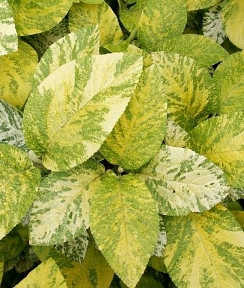 Калина гордовина Aureovariegata