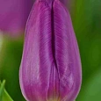 Тюльпан ранний Purple Prince