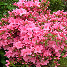 Азалия японская Рококо