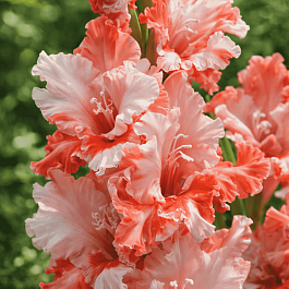 Гладиолус Frizzle Butterfly