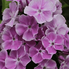 Флокс метельчатый Miss Kelly