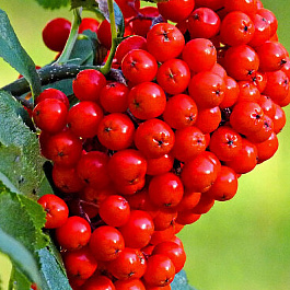 Рябина Вкусная