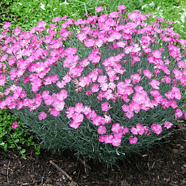 Гвоздика серовато-голубая