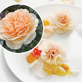 Роза парковая кулинарная Жорди Рока