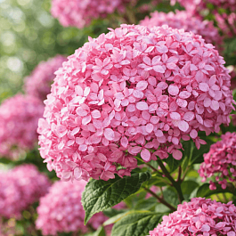 Гортензия древовидная Pink Annabelle