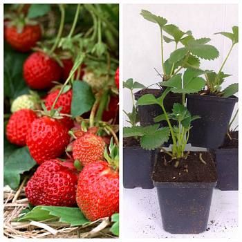 Земляника садовая Сан Андреас НАБОР 5ШТ