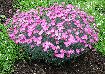 Гвоздика серовато-голубая