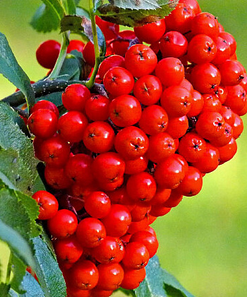 Рябина Вкусная Рябина Вкусная