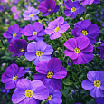 Аубриета Florado Blue Eye
