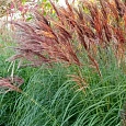 Мискантус китайский 'Red Chief'