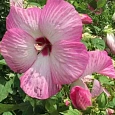 Гибискус мускусный Luna Pink Swirl