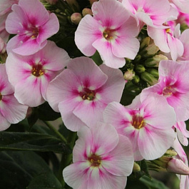 Флокс метельчатый Юник Биколор НАБОР 2ШТ (1+1)