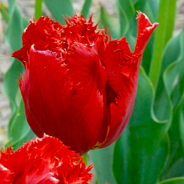Тюльпан бахромчатый Арма