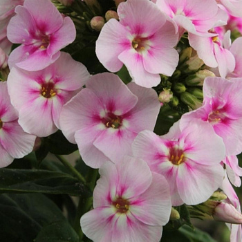 Флокс метельчатый Юник Биколор НАБОР 2ШТ (1+1)