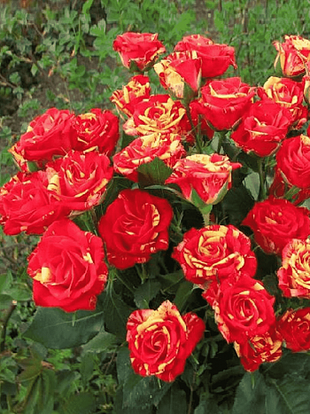 Роза спрей Fire Flash