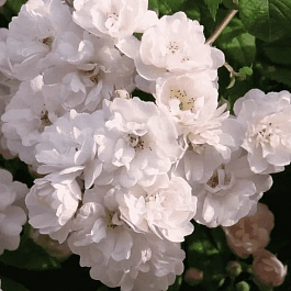 Роза Плетистая Guirlande Rose