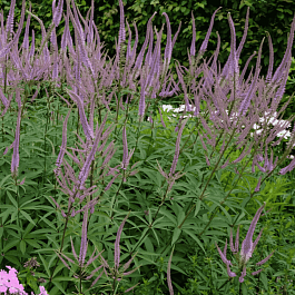 Вероникаструм виргинский Fascination