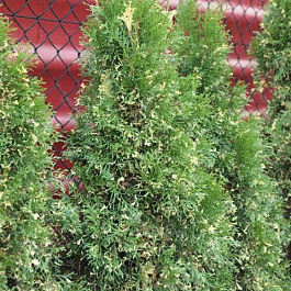 Туя западная Смарагд Варигата