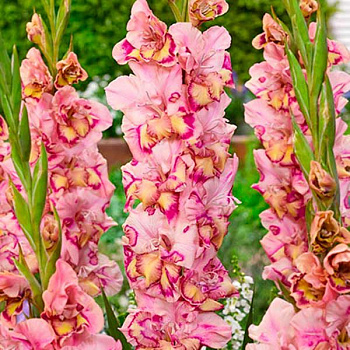 Гладиолус крупноцветковый Кепо