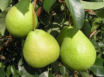 Груша  Есенинская