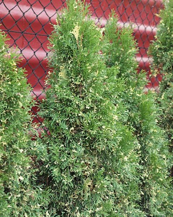 Туя западная Смарагд Варигата