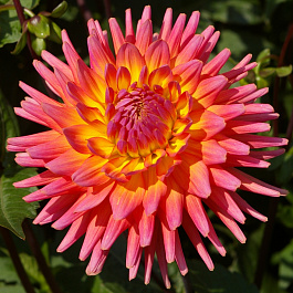 Георгина Кактусовая Карма Сангрия