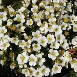 Камнеломка Арендса Rockies White