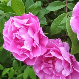 Роза канадская парковая Therese Bugnet