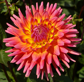 Георгина Кактусовая Карма Сангрия