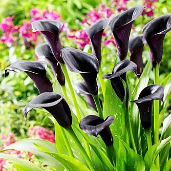 Калла Ла Паз