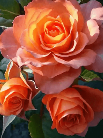 Роза Чайно-гибридная Pina Colada