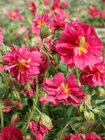 Солнцецвет монетолистный Cerise Queen