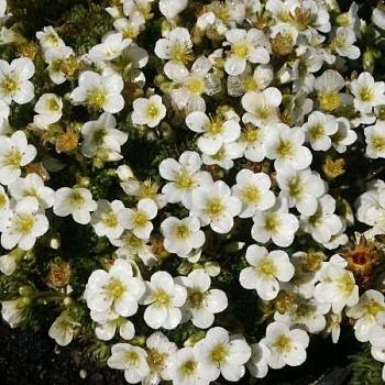 Камнеломка Арендса Rockies White