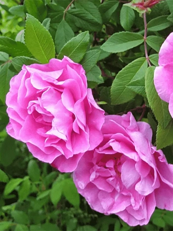 Роза канадская парковая Therese Bugnet