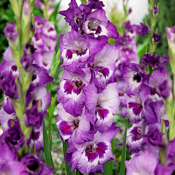 Гладиолус крупноцветковый Виста Гладиолус крупноцветковый Виста