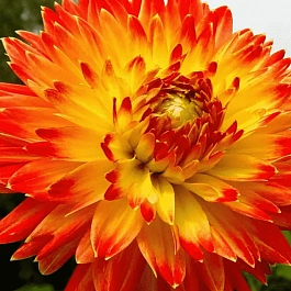 Георгина Procyon