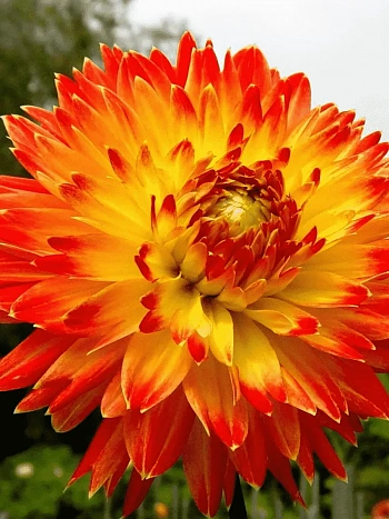 Георгина Procyon