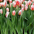 Тюльпан пестролистный Happy Generation