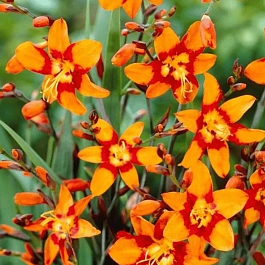 Крокосмия Emily McKenzie