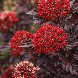 Пузыреплодник калинолистный Red Baron