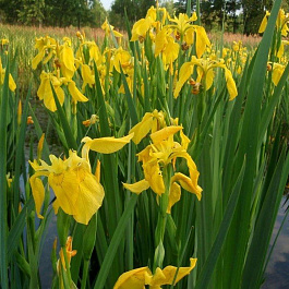 Ирис болотный