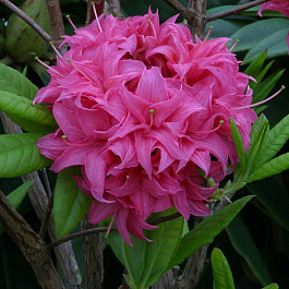 Азалия гибридная Хоумбуш